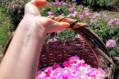 pink roses in Isparta - 1